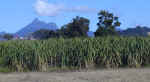 sugercane.jpg (24109 bytes)